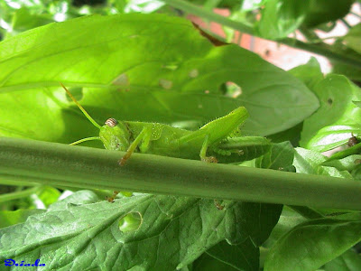 saltamontes+verde.jpg