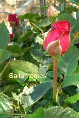 saltamontes1.JPG