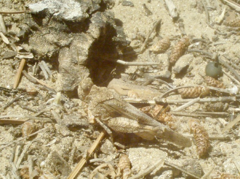 Saltamontes1.jpg