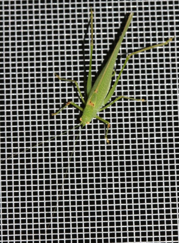 saltamontes1hoju.jpg