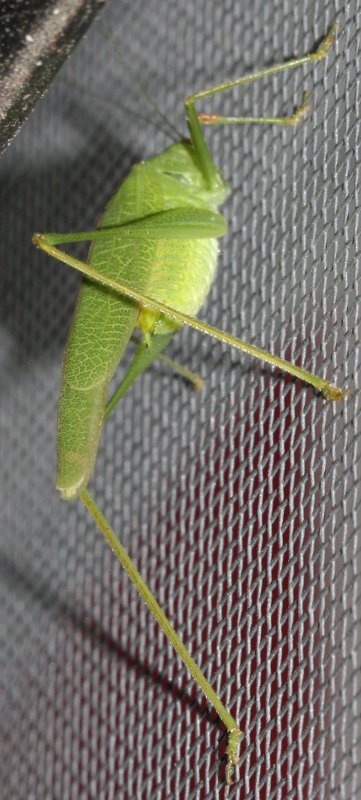 saltamontes1hoju1.jpg
