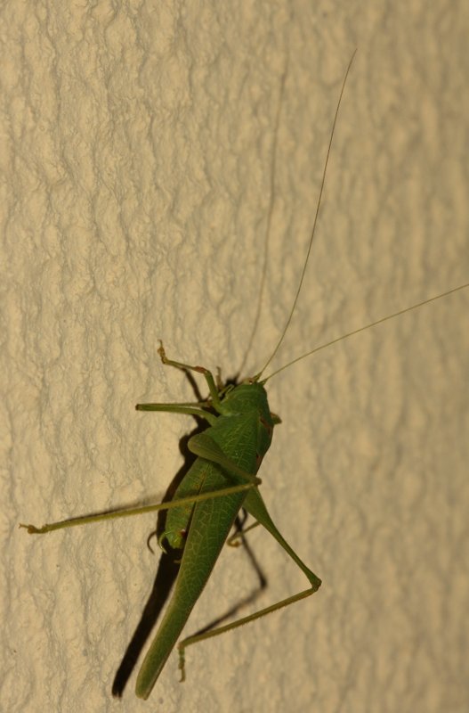 saltamontes1hoju2.jpg