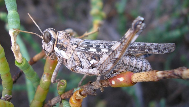 Saltamontes_1010284.jpg