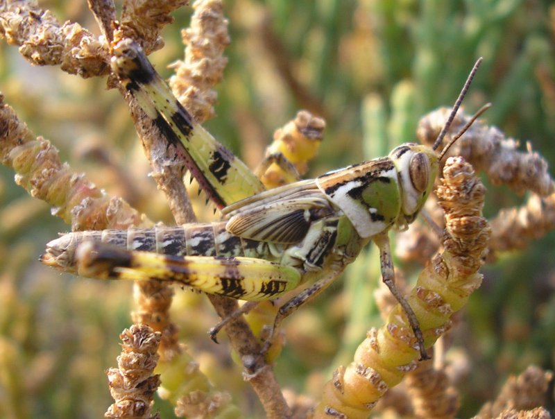 Saltamontes_1010298.jpg
