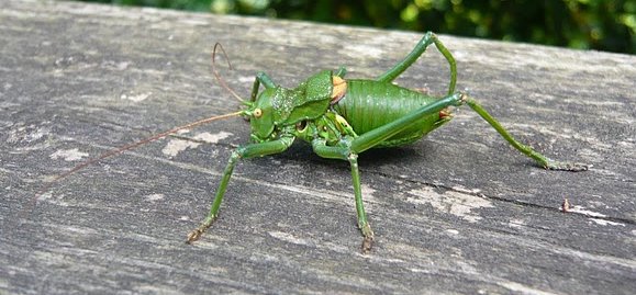 saltamontes_1090205.jpg