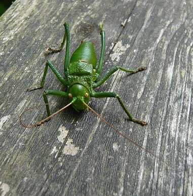 saltamontes_1090207.jpg