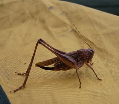 saltamontes_1090235.jpg