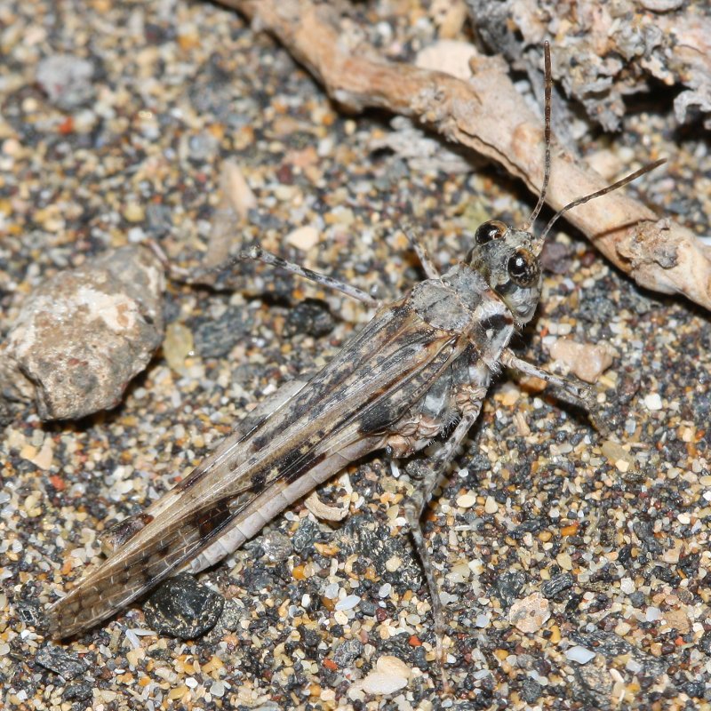 saltamontes_1786.jpg