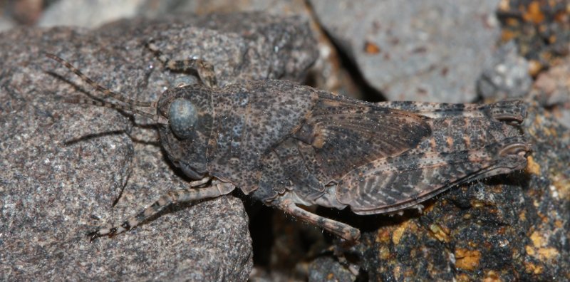 saltamontes_1804.jpg