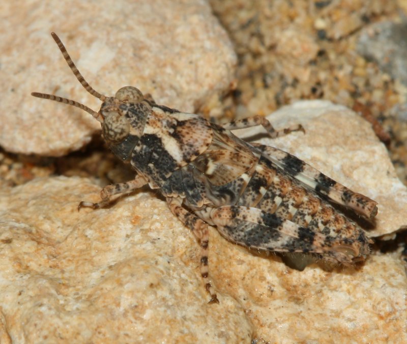 saltamontes_1822.jpg