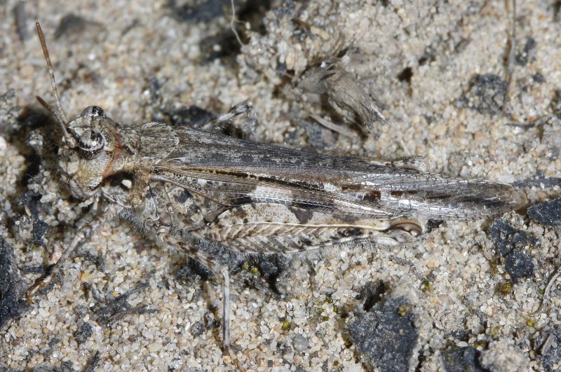 Saltamontes_2028.jpg