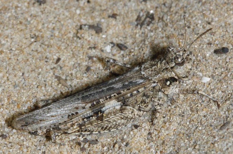 Saltamontes_2035.jpg