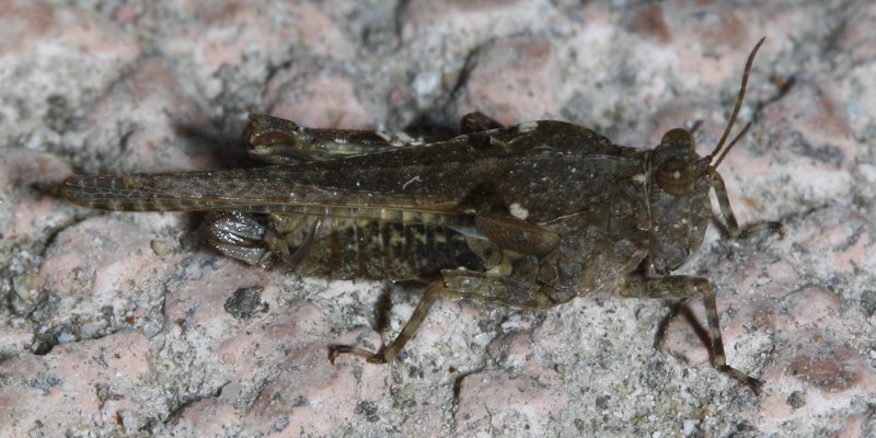 saltamontes_2277.jpg