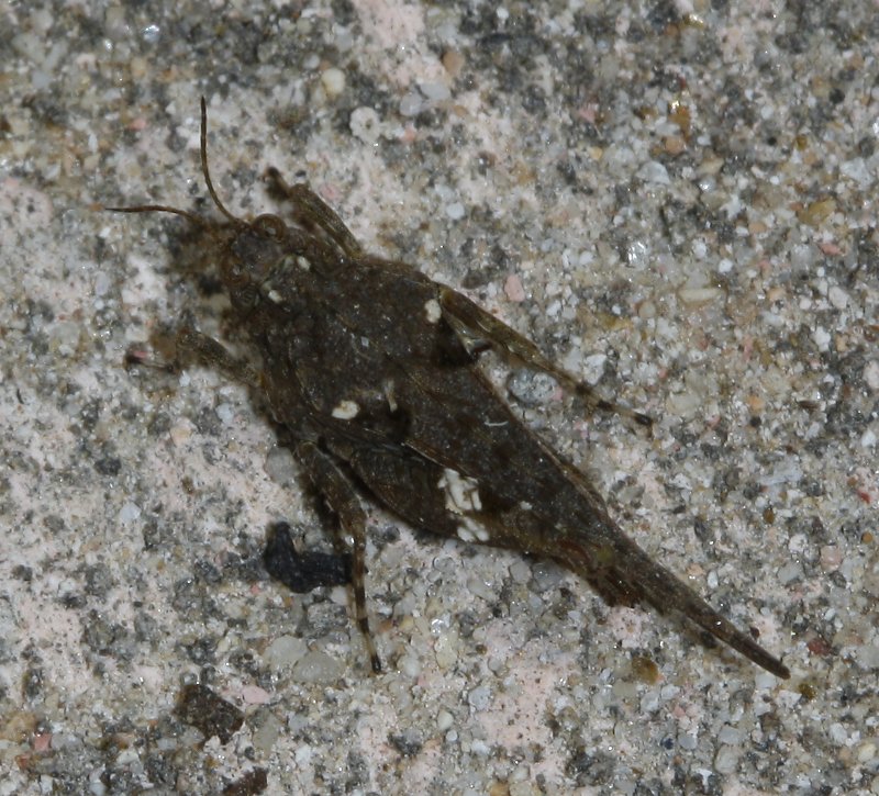 saltamontes_2278.jpg