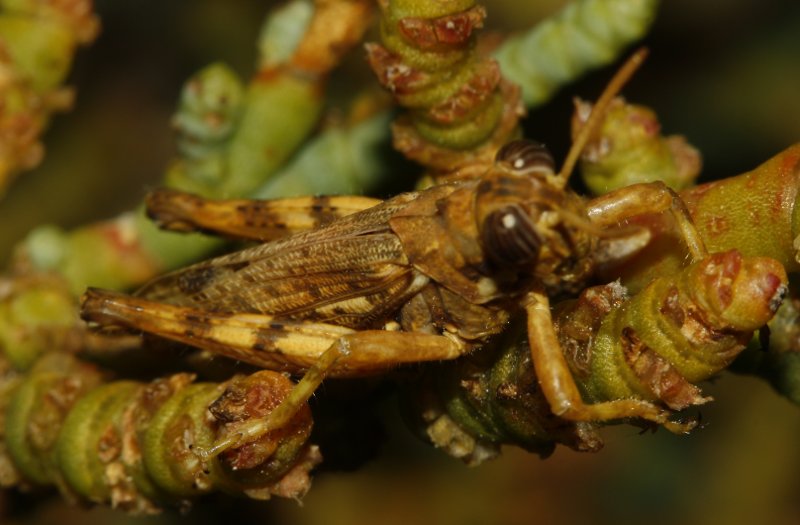 Saltamontes_3188.jpg