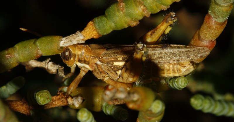 Saltamontes_3191.jpg