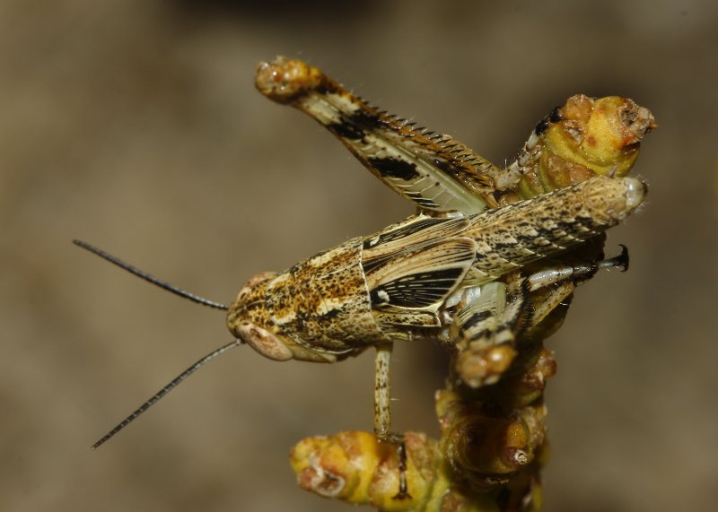 Saltamontes_3198.jpg