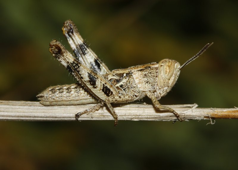 Saltamontes_3202.jpg