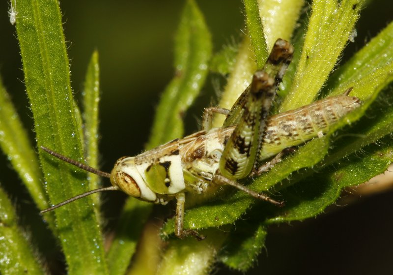 Saltamontes_3247.jpg