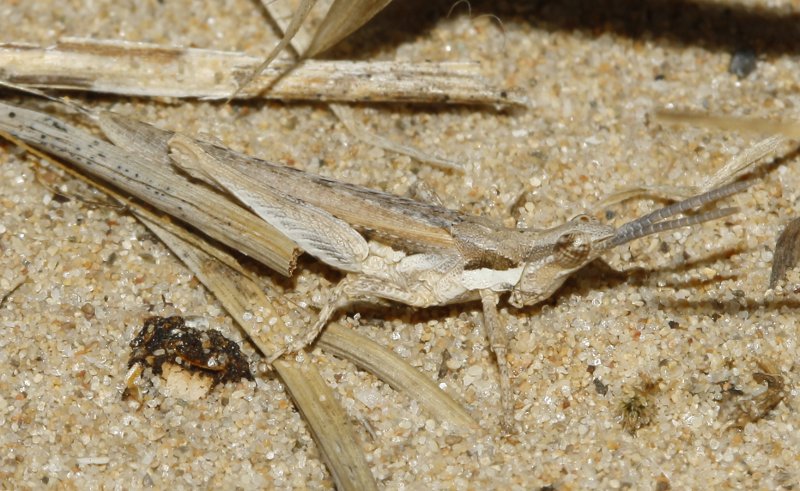 Saltamontes_3303.jpg