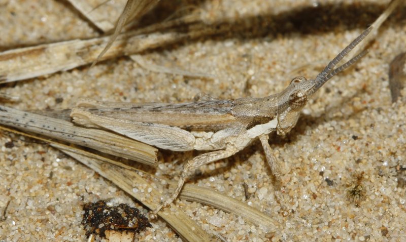 Saltamontes_3305.jpg