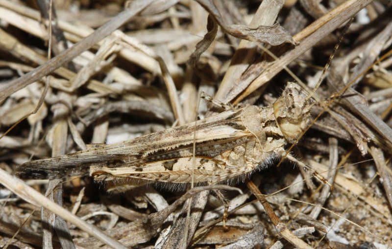Saltamontes_3334.jpg