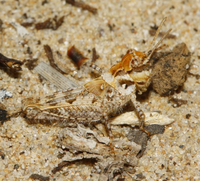Saltamontes_3344.jpg