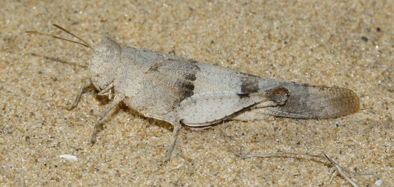 Saltamontes_3403.jpg