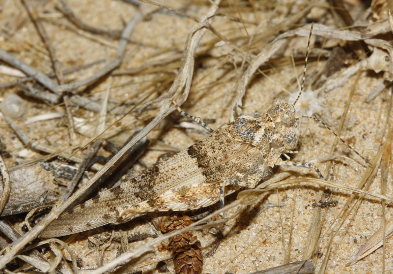 Saltamontes_3443.jpg