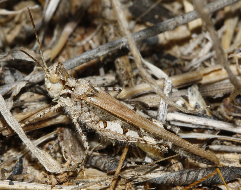 Saltamontes_3454.jpg