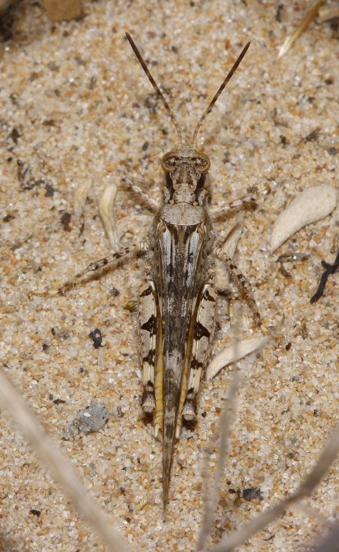 Saltamontes_3456.jpg