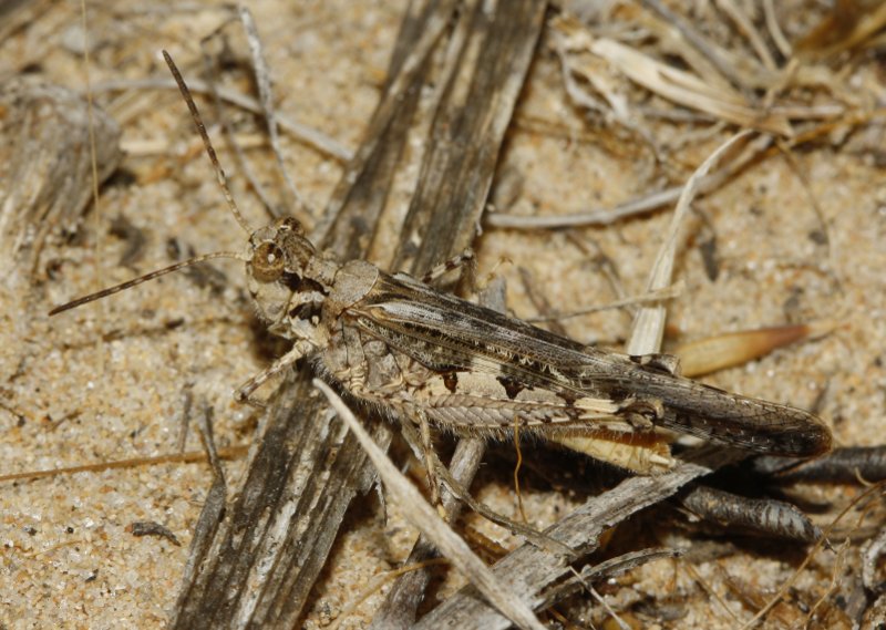 Saltamontes_3458.jpg