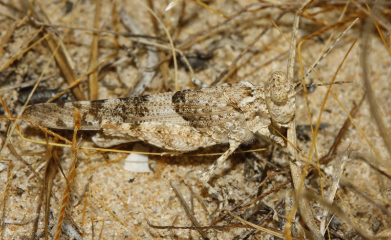 Saltamontes_3459.jpg