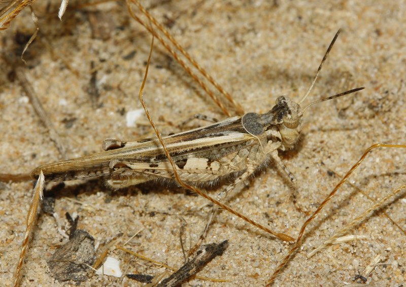 Saltamontes_3460.jpg
