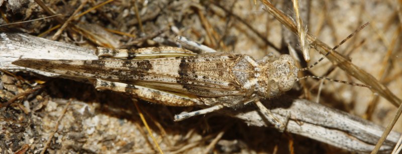 Saltamontes_3463.jpg