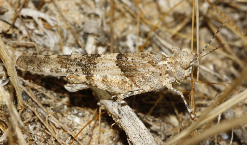 Saltamontes_3465.jpg