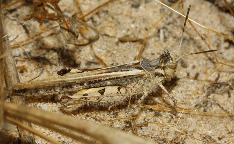 Saltamontes_3467.jpg