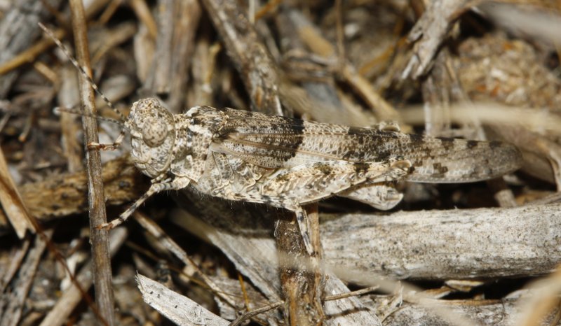 Saltamontes_3471.jpg