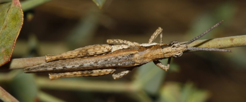 Saltamontes_3474.jpg