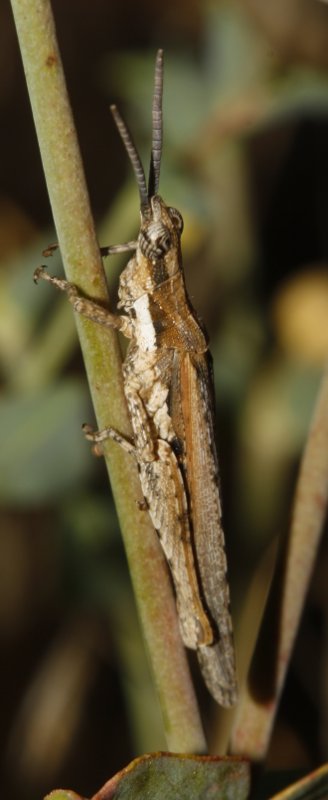 Saltamontes_3476.jpg