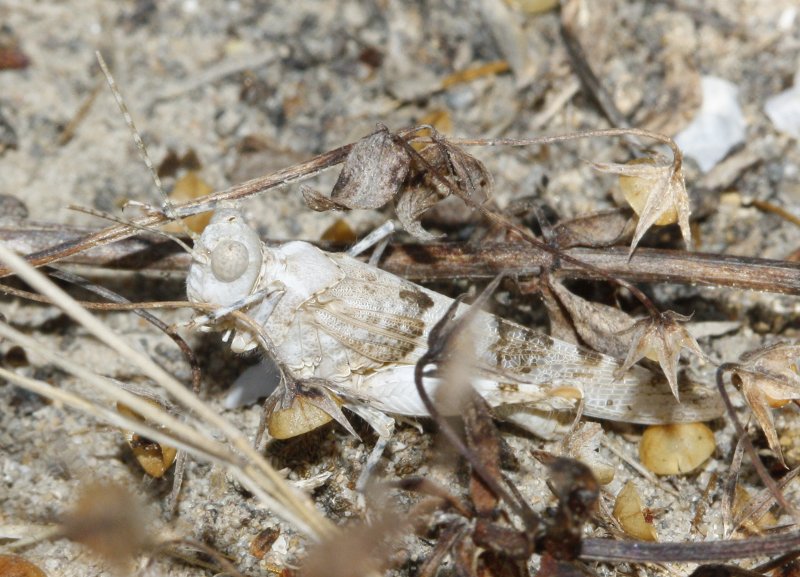 Saltamontes_3534.jpg