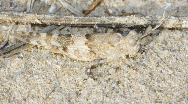 Saltamontes_3535.jpg