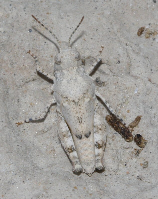 Saltamontes_3589.jpg