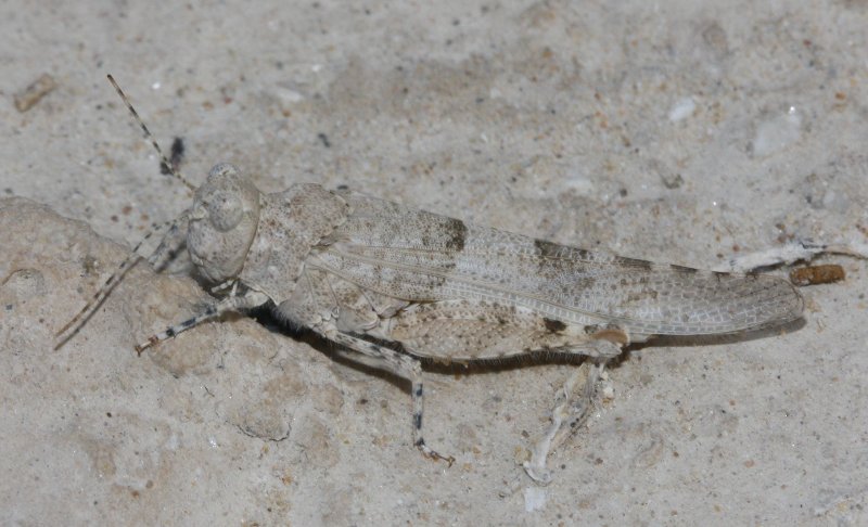 Saltamontes_3599.jpg