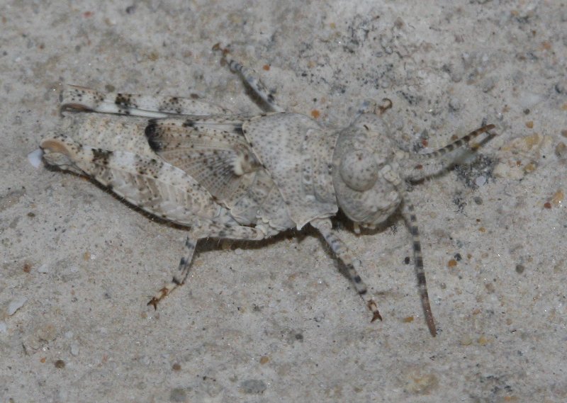 Saltamontes_3602.jpg