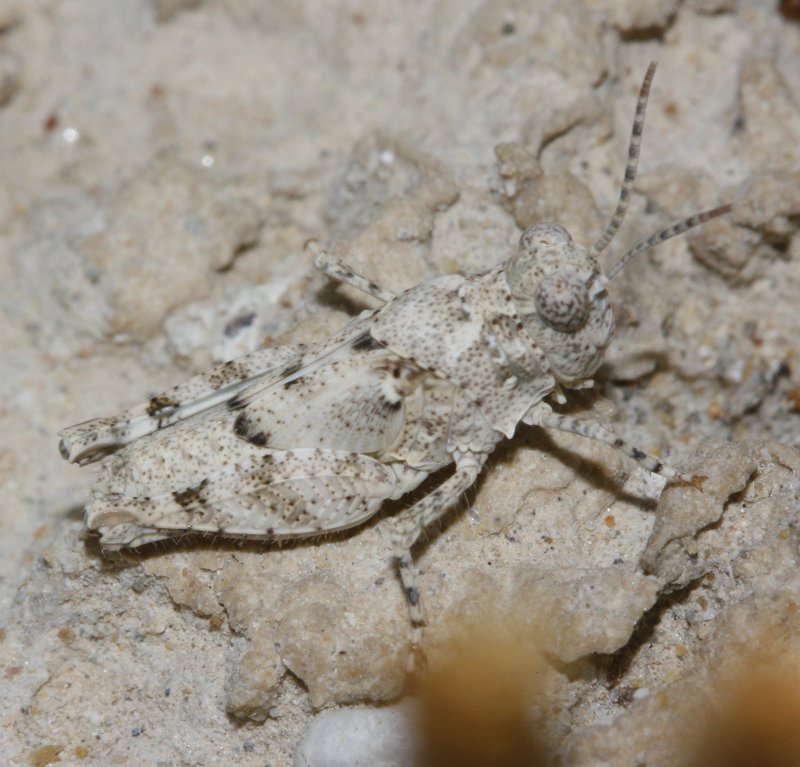 Saltamontes_3608.jpg