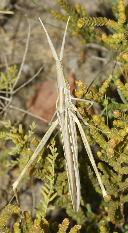 Saltamontes_3613.jpg