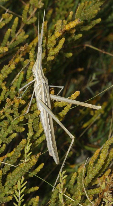 Saltamontes_3616.jpg