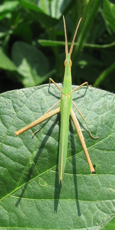 saltamontes_3651.jpg