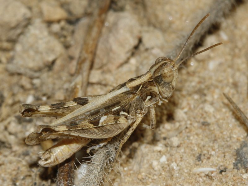 Saltamontes_3766.jpg